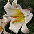 Species Regale Festival Winter Lilium Lilium Regale 20/22 (x14x1) (Winter)