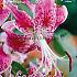 Pre-packed Lilium Speciosum Var Rubrum Uchida 20/22 (x14x1)