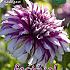 Decorative Large Flowered Radegast Festival Spring Dahlia Large Flowered Dahlia Radegast I (x14x1)