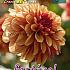 Decorative Small Flowered Creme De Cognac Festival Spring Dahlia Small Flowered Dahlia Creme De Cognac I (x14x1)