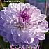 Decorative Small Flowered Mediterranee Festival Spring Dahlia Small Flowered Dahlia Mediterranee I (x14x1)