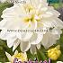 Waterlily White Onesta Festival Winter Dahlia Waterlily Dahlia White Onesta I (x14x1)