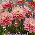 Decorative Dwarf Melody Allegro Festival Winter Dahlia Dwarf Dahlia Melody Allegro I (x14x1)