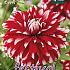 Decorative Large Flowered Davos Festival Spring Dahlia Large Flowered Dahlia Davos I (x14x1)
