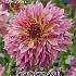 Decorative Large Flowered Tom Pouce Festival Spring Dahlia Large Flowered Dahlia Tom Pouce I (x14x1)