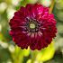 Decorative Small Flowered Embassy Festival Winter Dahlia Small Flowered Dahlia Embassy I (x14x1)