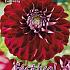 Decorative Small Flowered Embassy Festival Winter Dahlia Small Flowered Dahlia Embassy I (x14x1)