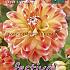 Decorative Small Flowered Hapet Harmony Festival Winter Dahlia Small Flowered Dahlia Hapet Harmony I (x14x1)