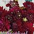 Decorative Small Flowered King Arthur Festival Winter Dahlia Small Flowered Dahlia King Arthur I (x14x1)