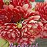 Decorative Small Flowered R Mona Festival Spring Dahlia Small Flowered Dahlia R Mona I (x14x1)