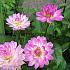 Decorative Dwarf Bitsy Festival Winter Dahlia Dwarf Dahlia Bitsy I (x14x1)