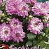 Decorative Dwarf Bitsy Festival Spring Dahlia Dwarf Dahlia Bitsy I (x14x1)
