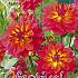 Decorative Dwarf Firepot Festival Spring Dahlia Dwarf Dahlia Firepot I (x14x1)