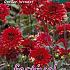 Decorative Dwarf Garden Wonder Festival Winter Dahlia Dwarf Dahlia Garden Wonder I (x14x1)