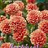 Decorative Dwarf Orange Nugget Festival Spring Dahlia Dwarf Dahlia Orange Nugget I (x14x1)