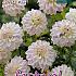 Decorative Dwarf White Pearl (Wittem) Festival Winter Dahlia Dwarf Dahlia White Pearl (Wittem) I (x14x1)