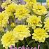 Decorative Dwarf Gallery Pinto Festival Spring Dahlia Dwarf Dahlia Gallery Pinto I (x14x1)