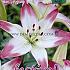 As Lollypop Festival Spring Lilium Lilium Lollypop 16/18 (x14x2)