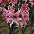 Amaryllis Sweet Lilian 28/30 (x10)