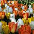 Tulipa Fosteriana Mixed 12/+ (x 250)