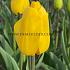 Tulipa Jan van Nes 12/+ (x 250)