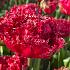 Verpakte Tulipa Fringed Tulipa Qatar 12/+ (250)
