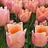 Tulipa Apricot Beauty (x 250)