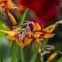 Crocosmia Emily Mckenzie (x 250)