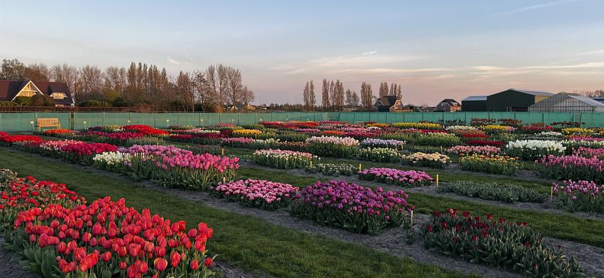 tulipgarden 2026